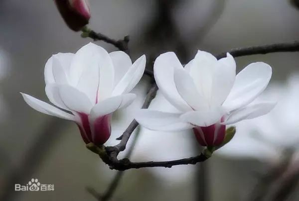 fuyu 标签
