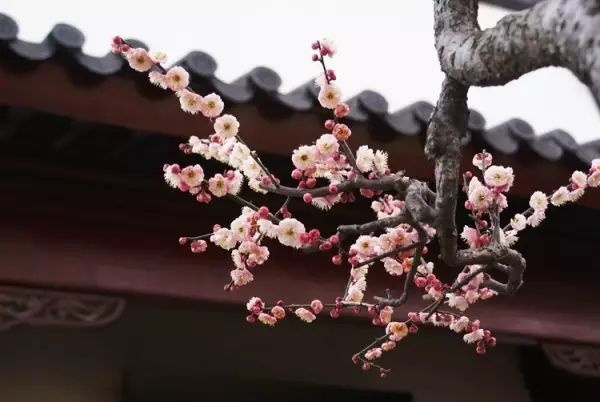 名校大学 对照阅读